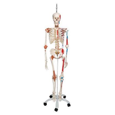 3B SCIENTIFIC Super Skeleton Sam, on Hanging Stand - w/ 3B Smart Anatomy 1020177